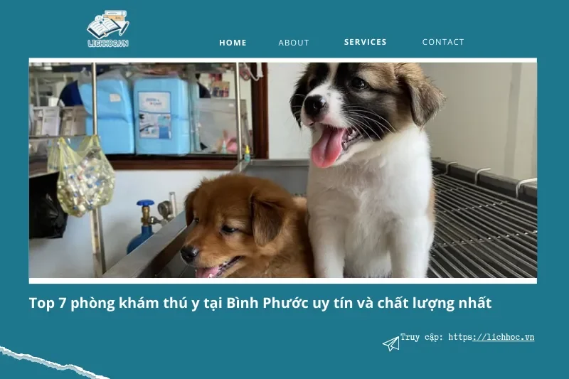 Phòng khám thú y uy tín tại Bình Phước: Top 7 địa chỉ chất lượng nhất!